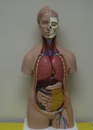 Anatomical Model 