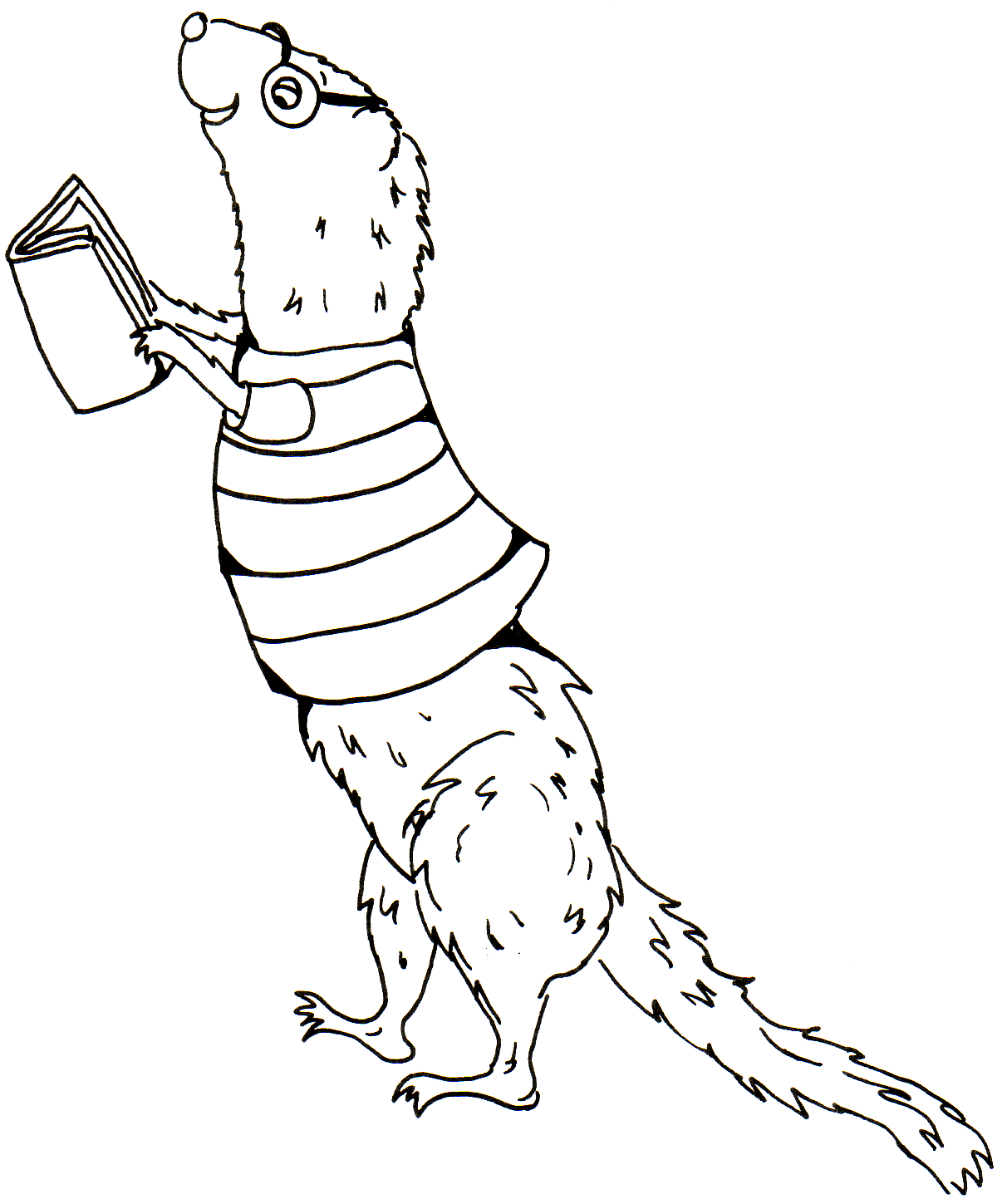 ferret 